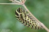 otakárek fenyklový (Motýli), Papilio machaon (Lepidoptera)